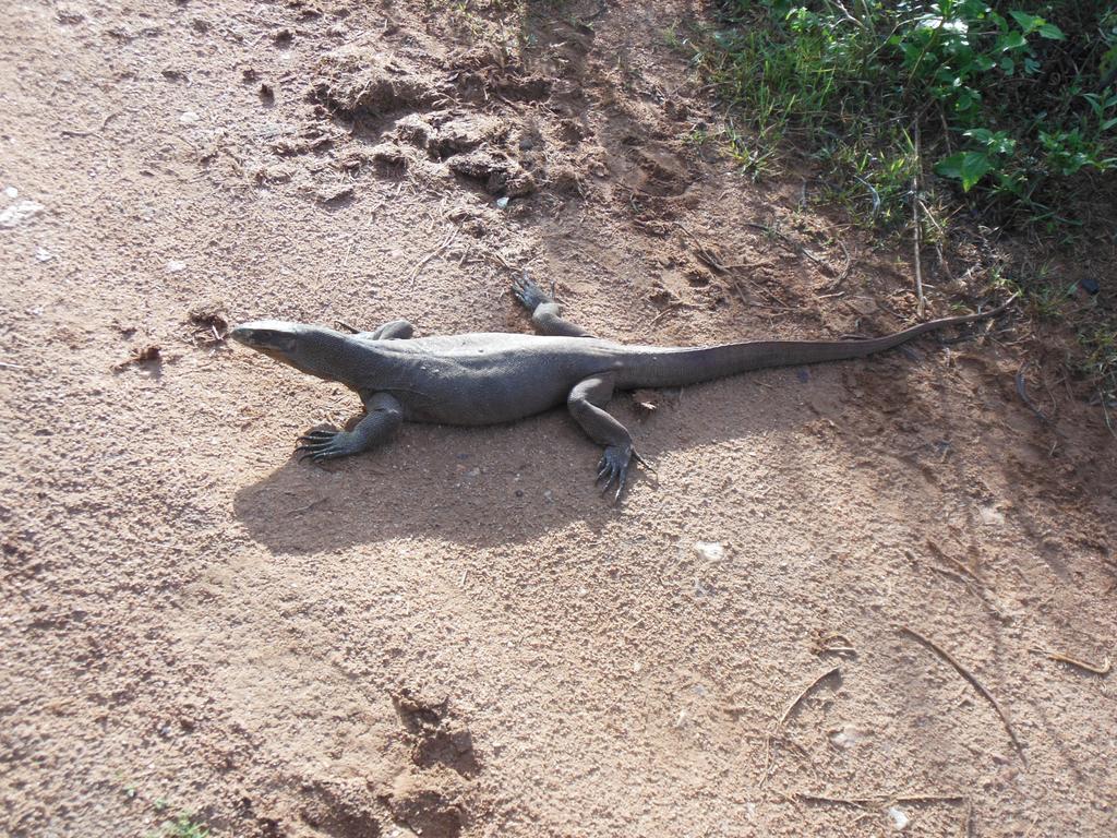 Ranith Villa Тангалле Номер фото